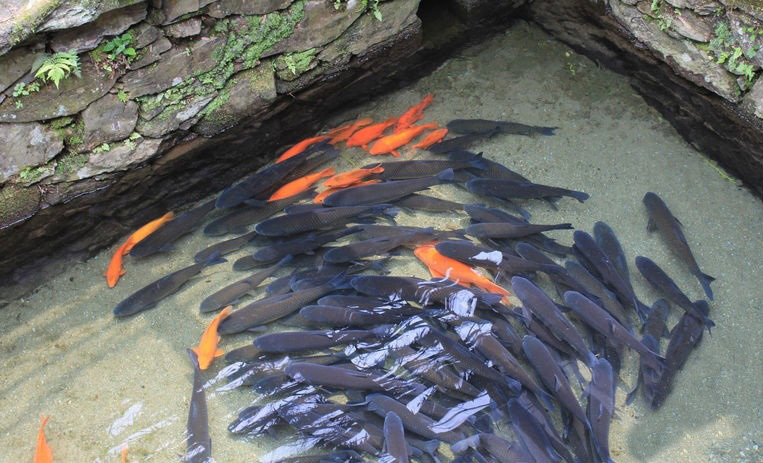 冷水塘鱼婺源鄣山村