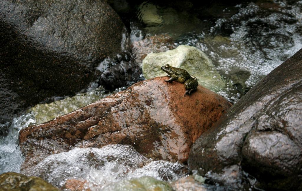 六股尖野生石鸡