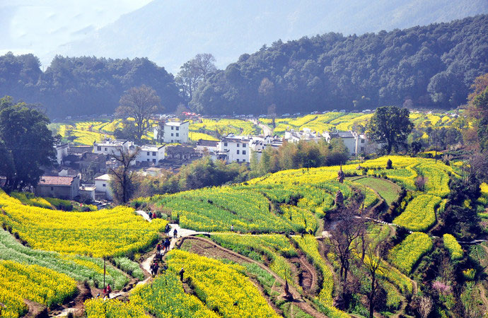 婺源江岭景区油菜花