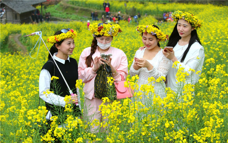 婺源油菜花海里的“采花大盗”