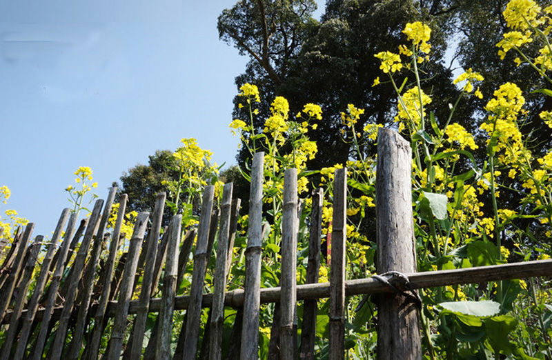 2019年婺源油菜花几月几号？婺源油菜花时间