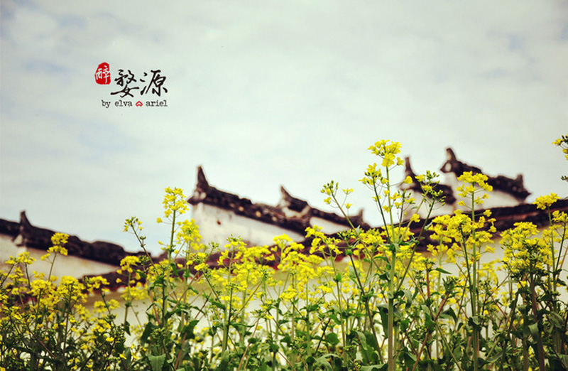 婺源油菜花赏花景点：思溪延村，古村花海！