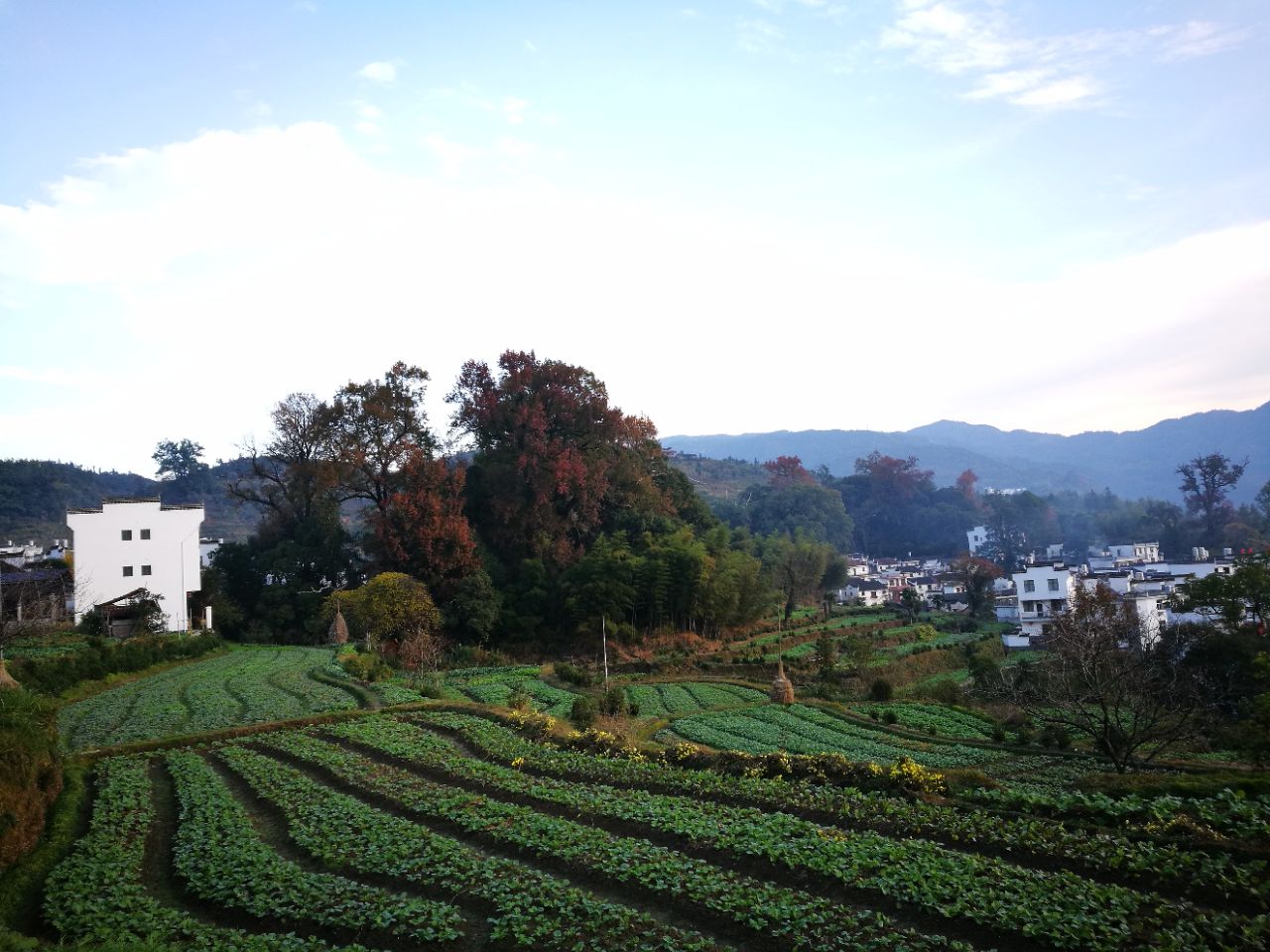 2月底婺源油菜花开了吗？2018年2月份油菜花花期情况