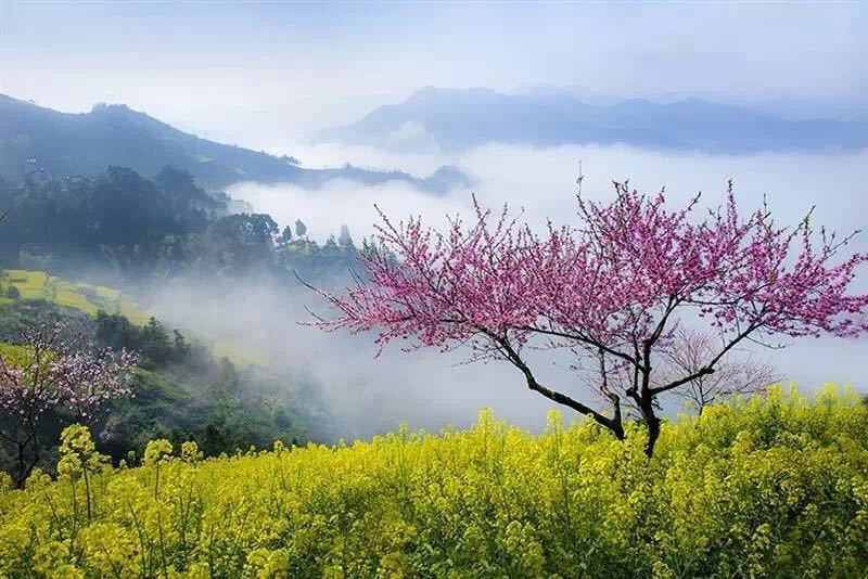 江西婺源发布婺源油菜花最新花期预报