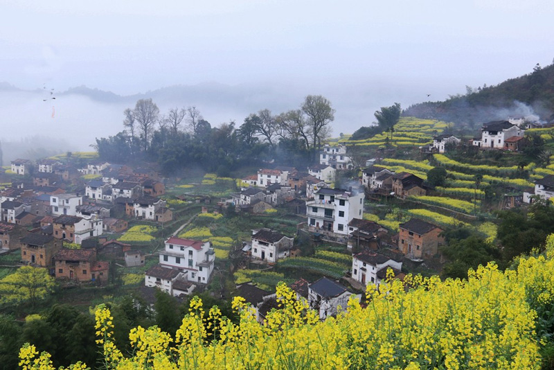 婺源龙池汰油菜花高清图片