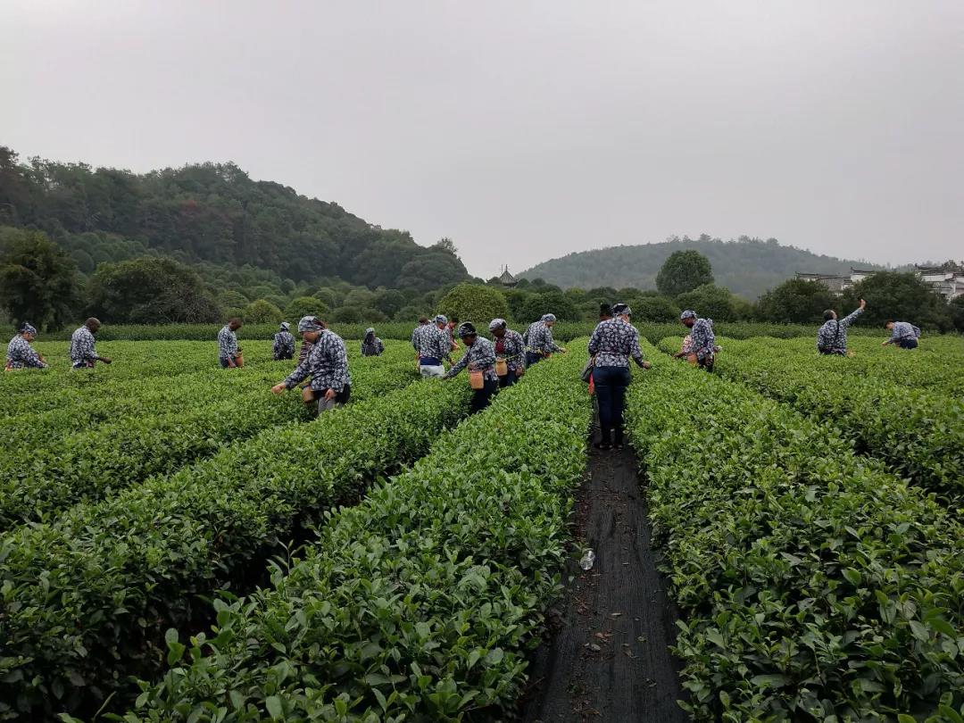 婺源采茶