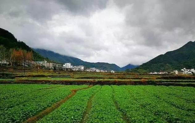 2020婺源油菜花基地