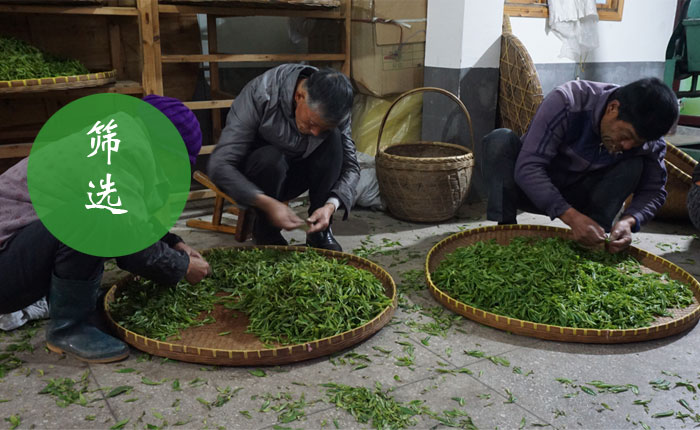 婺源云雾茶鲜叶筛选