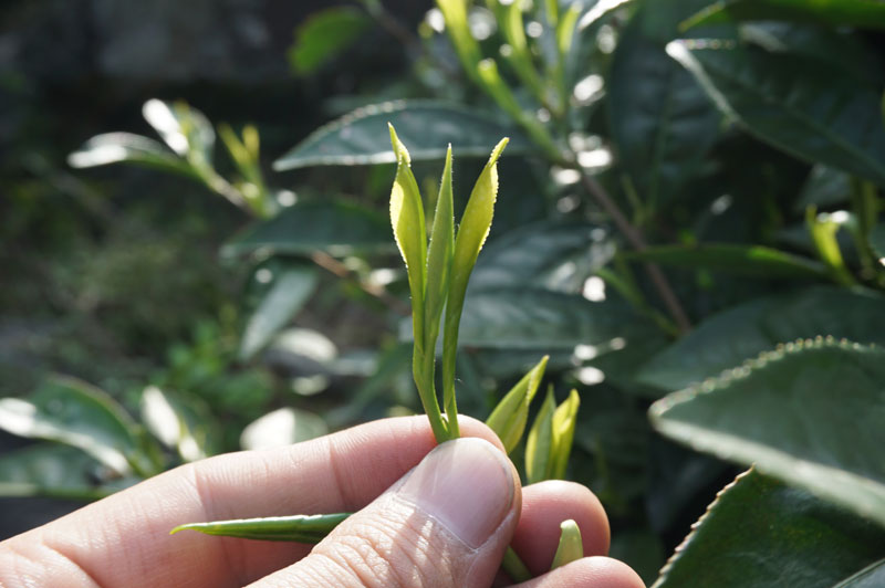 婺源绿茶一芽二叶初展