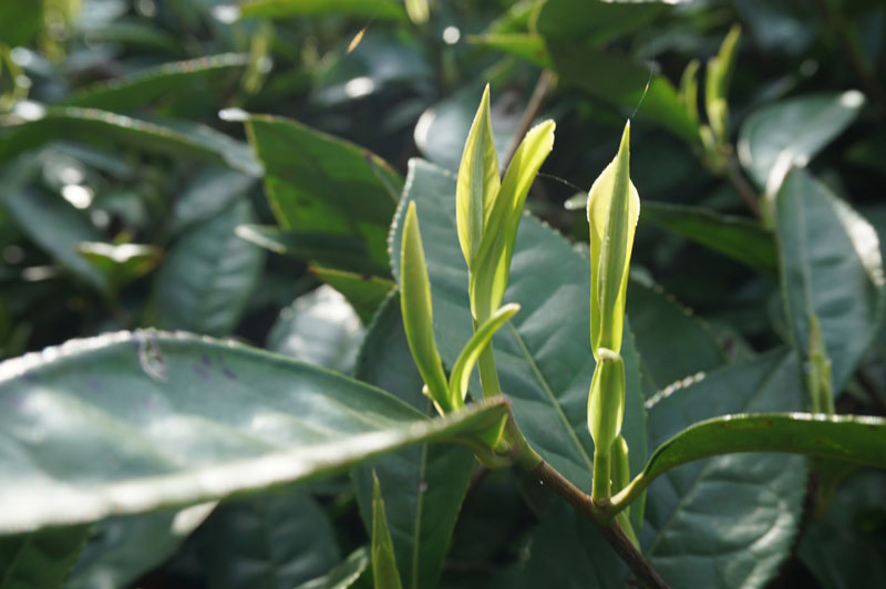 婺源绿茶一芽一叶