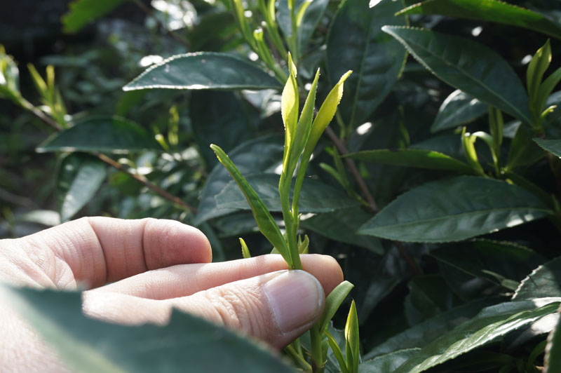 婺源绿茶一芽三叶初展