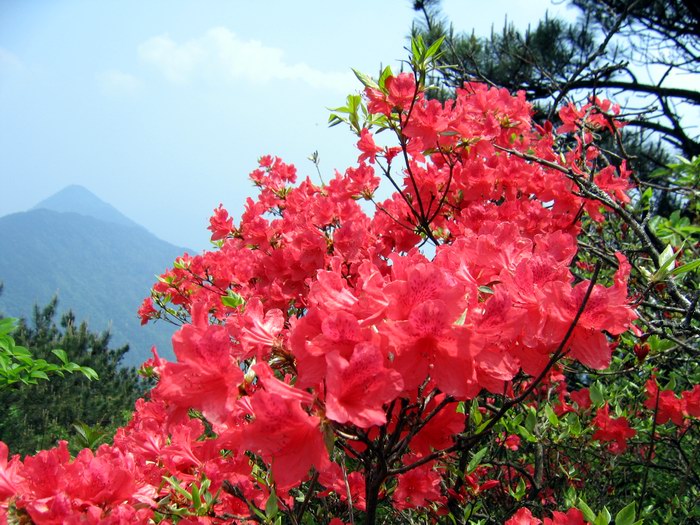 婺源鄣山顶映山红美景5