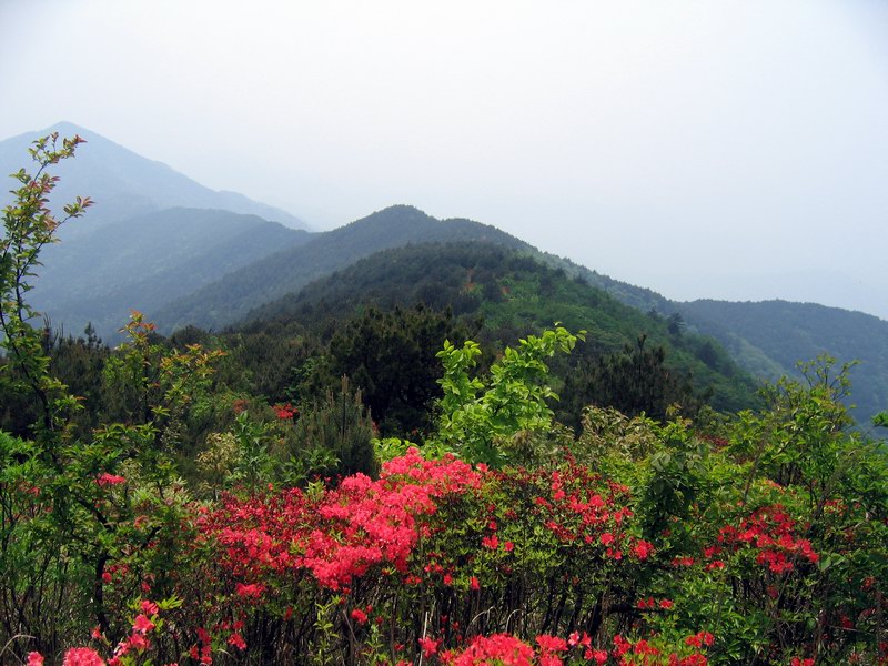 婺源鄣山顶映山红美景