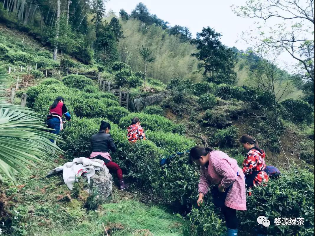 婺源特供茶采摘鲜叶中